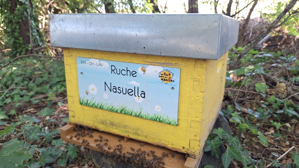 La ruche Nasuella