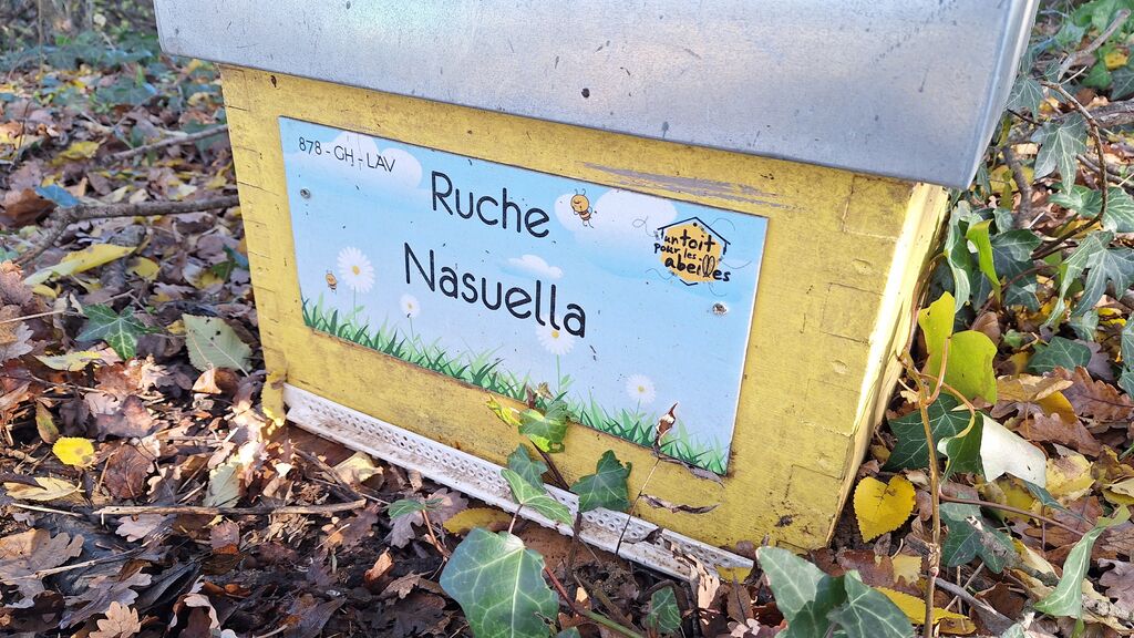 La ruche Nasuella