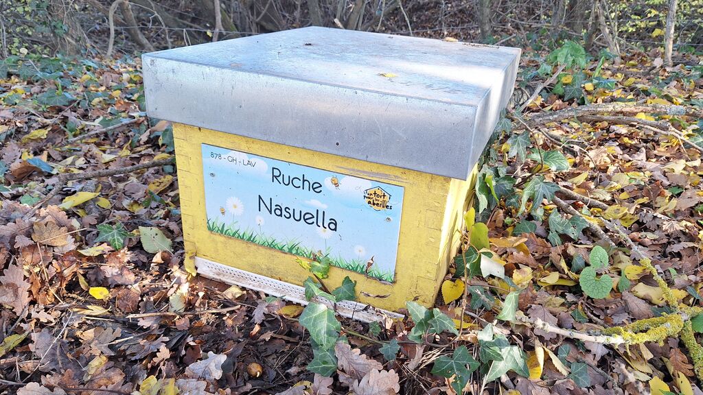 La ruche Nasuella