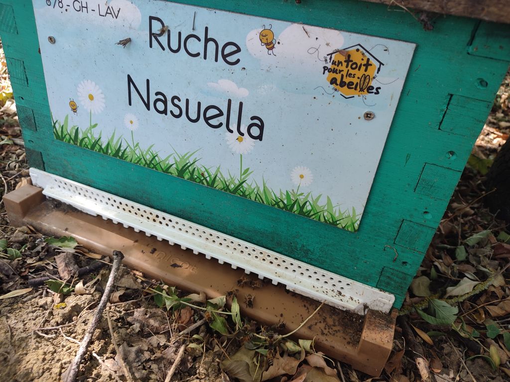 La ruche Nasuella