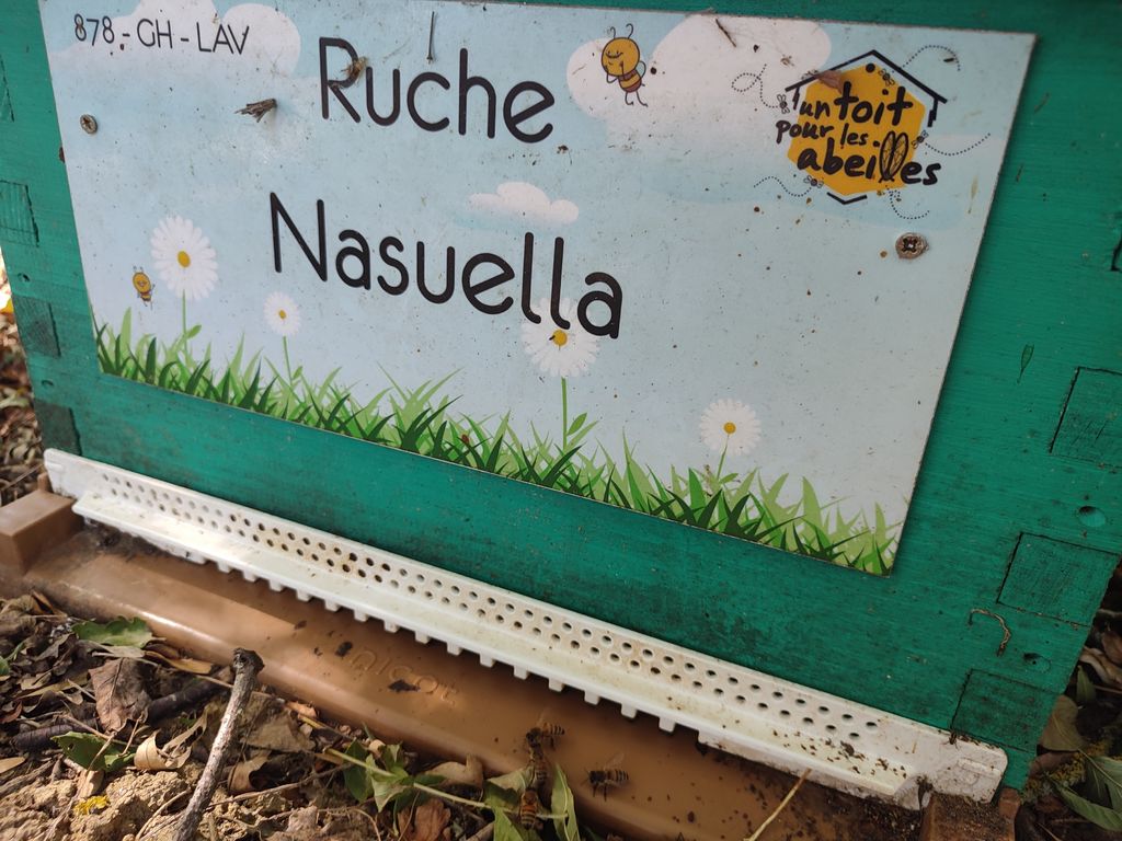 La ruche Nasuella