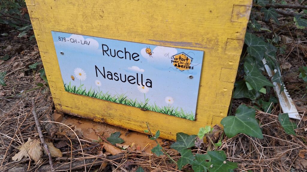 La ruche Nasuella