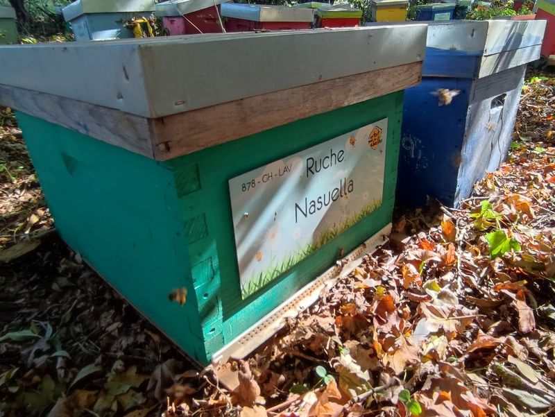 La ruche Nasuella