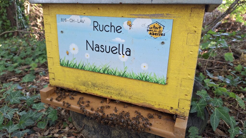 La ruche Nasuella