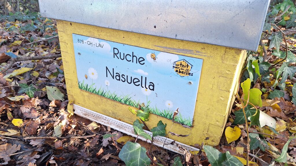 La ruche Nasuella