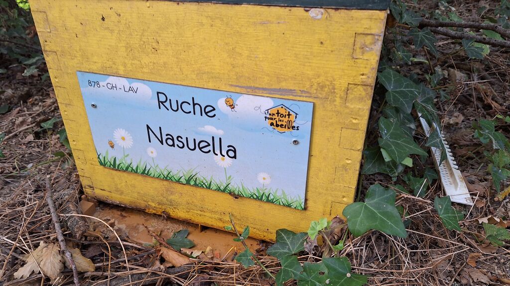 La ruche Nasuella