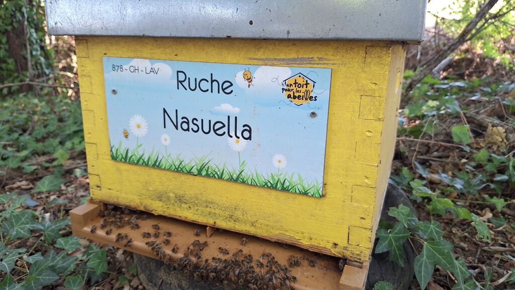 La ruche Nasuella