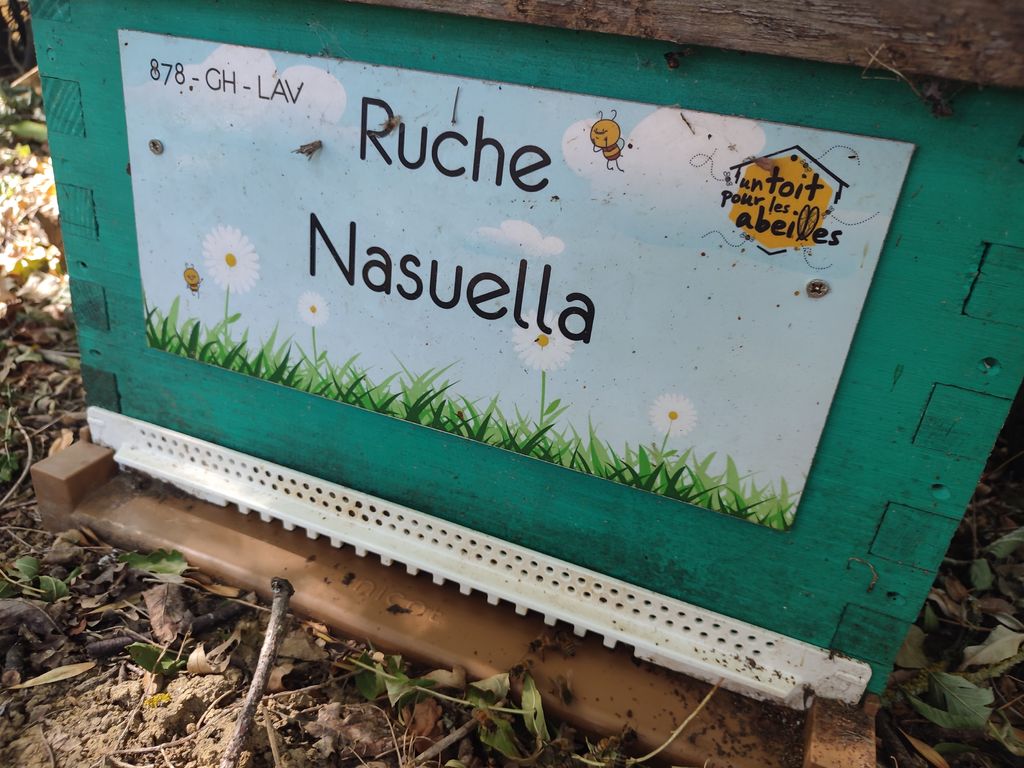 La ruche Nasuella
