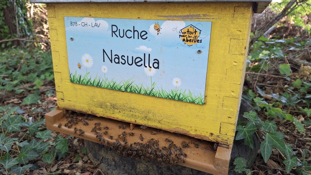 La ruche Nasuella