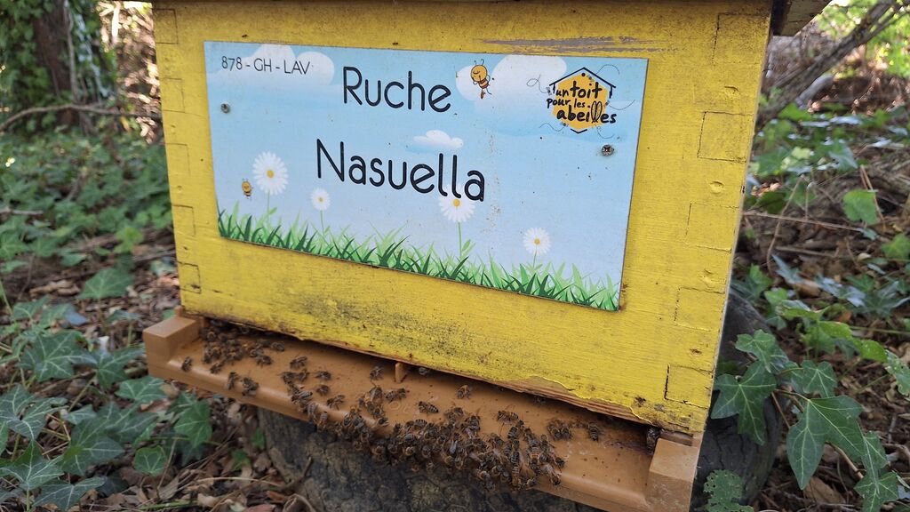 La ruche Nasuella