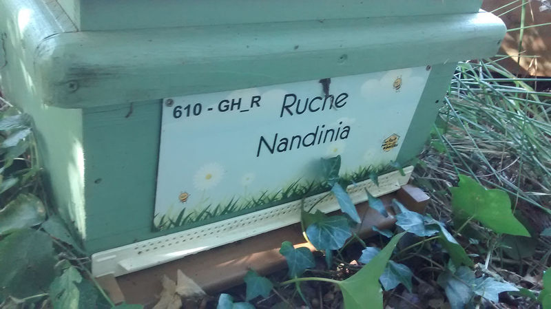 La ruche 