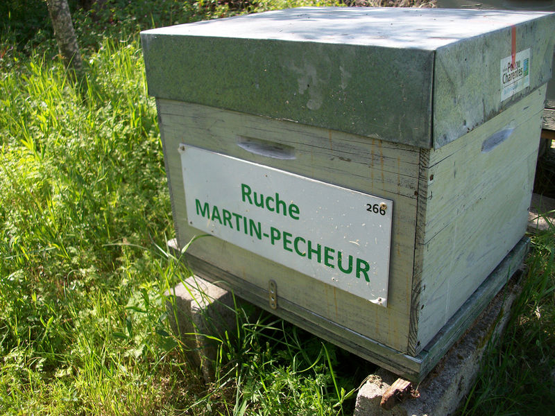 La ruche Martin-pêcheur