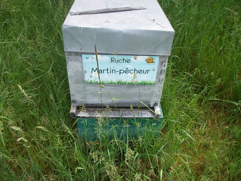 La ruche Martin-pêcheur