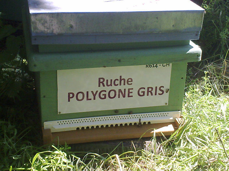 La ruche