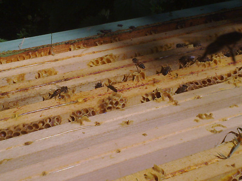 La ruche Polygone gris