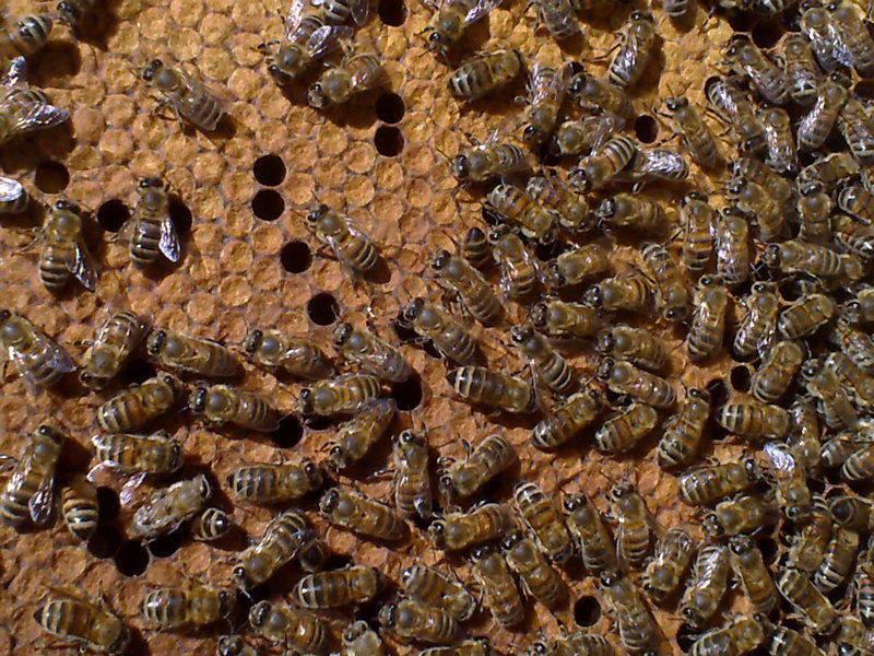 La ruche Polygone gris