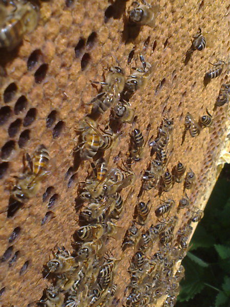 La ruche Polygone gris