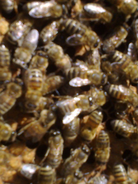 La ruche Polygone gris