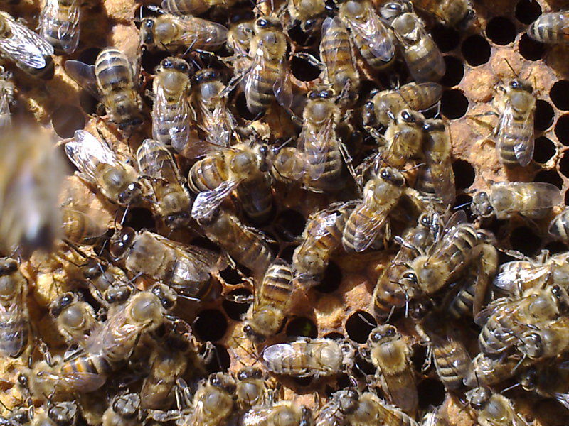 La ruche Polygone gris