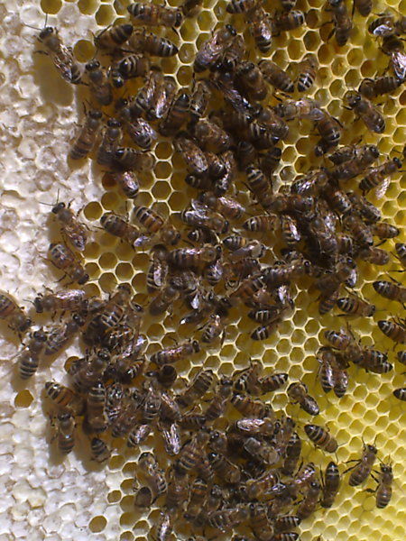 La ruche Polygone gris