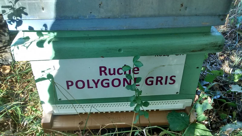 La ruche Polygone gris