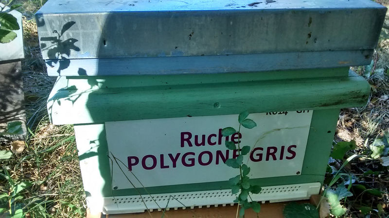 La ruche Polygone gris