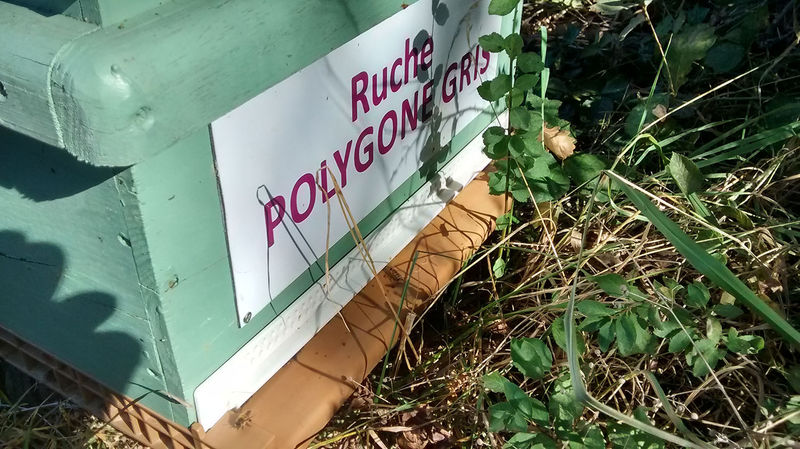 La ruche Polygone gris