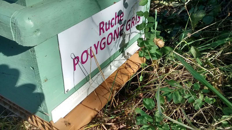 La ruche Polygone gris