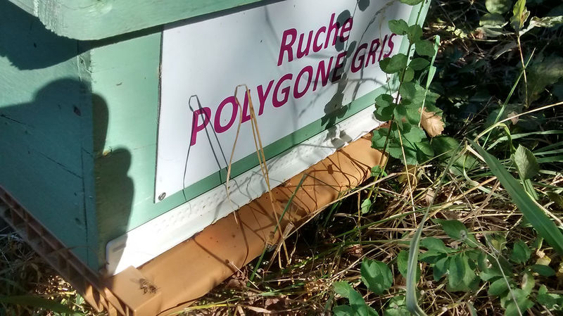 La ruche Polygone gris