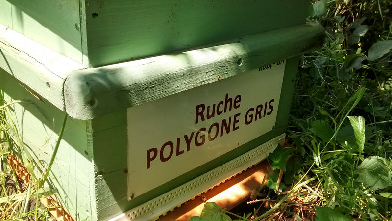 La ruche Polygone gris