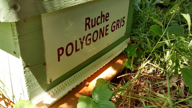 La ruche Polygone gris