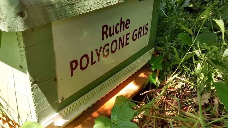 La ruche Polygone gris