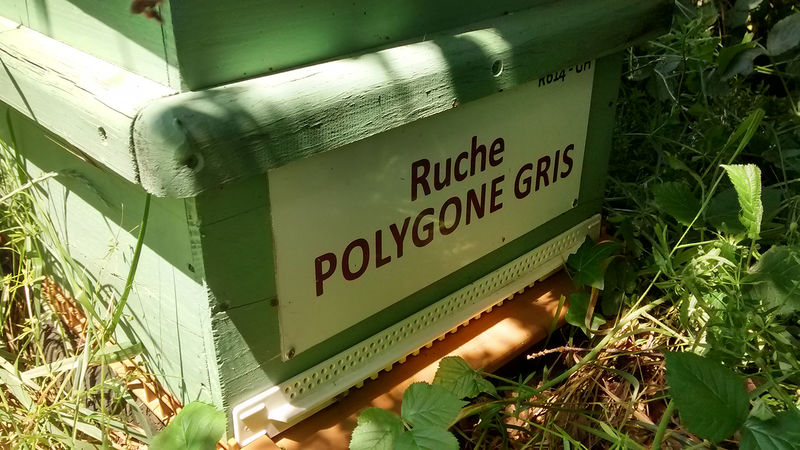 La ruche Polygone gris