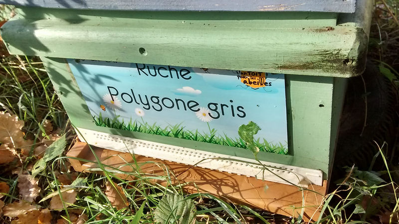 La ruche Polygone gris