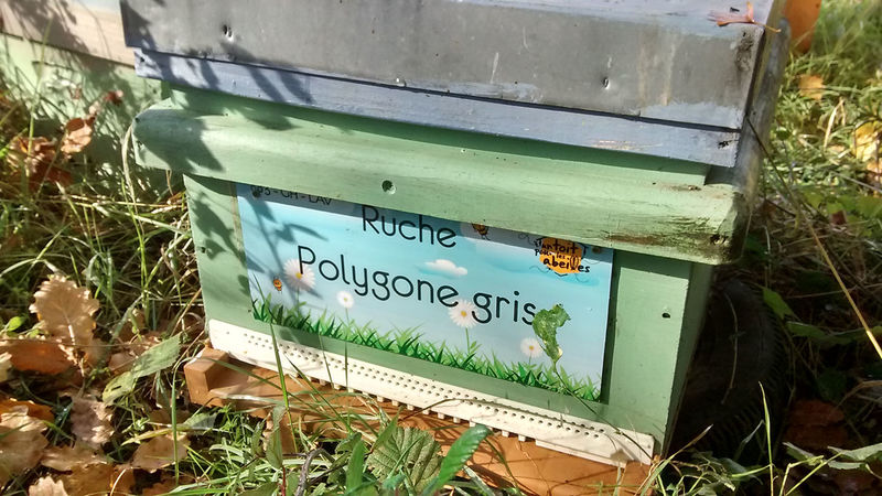 La ruche Polygone gris