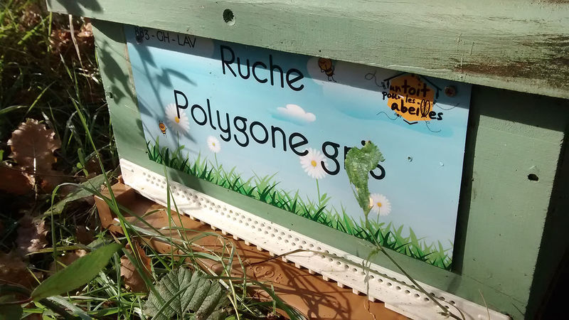 La ruche Polygone gris