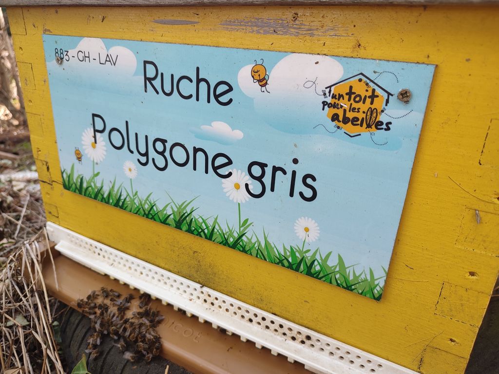 La ruche Polygone gris