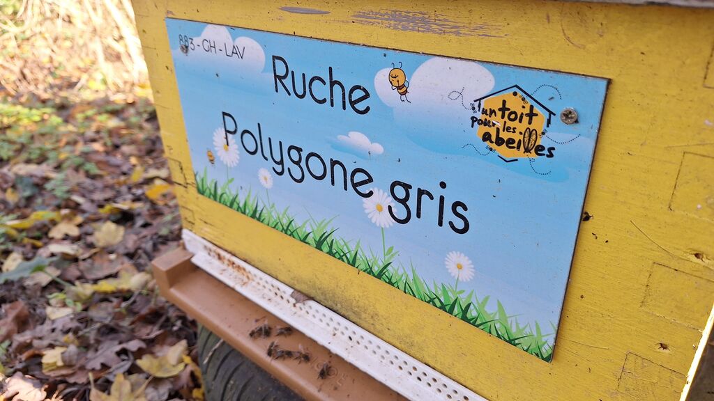 La ruche Polygone gris