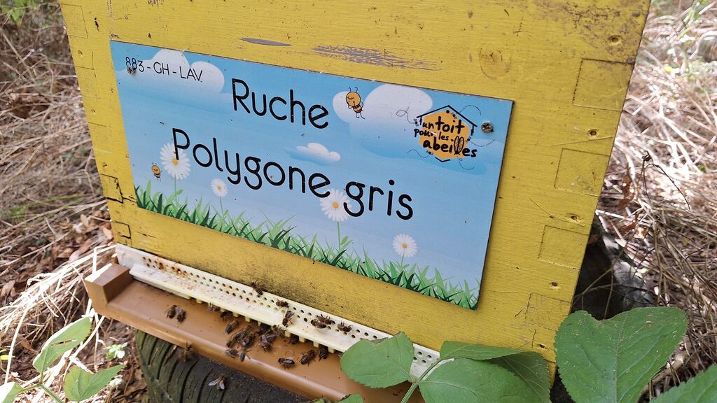 La ruche Polygone gris
