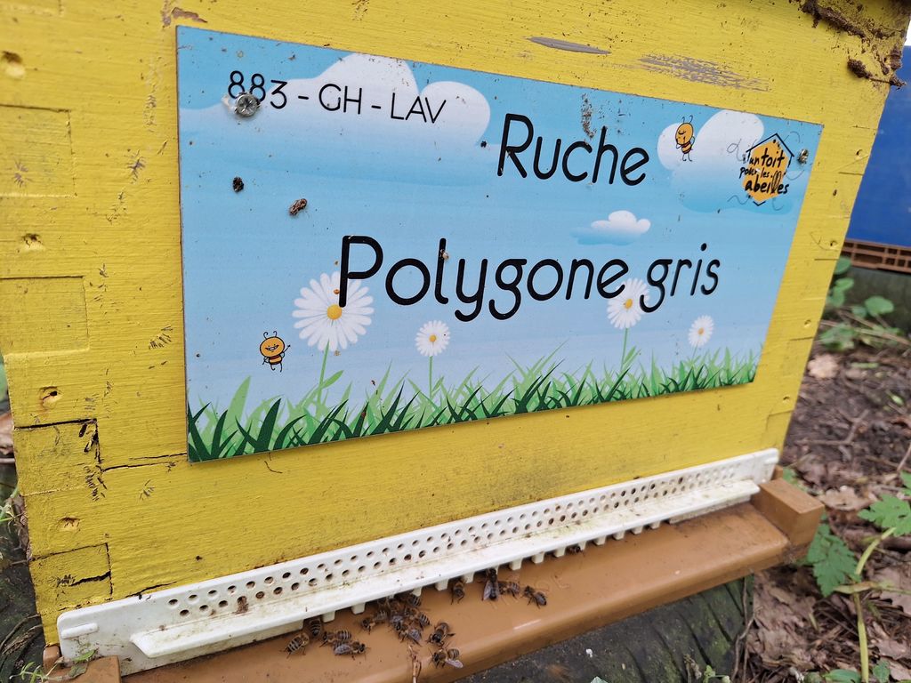 La ruche Polygone gris