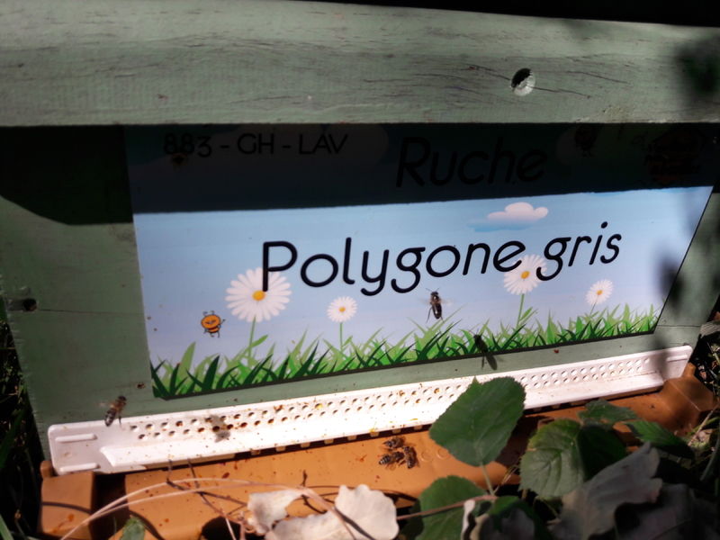 La ruche Polygone gris