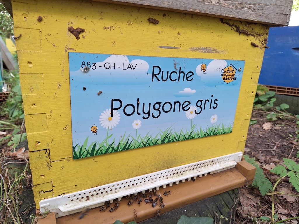 La ruche Polygone gris