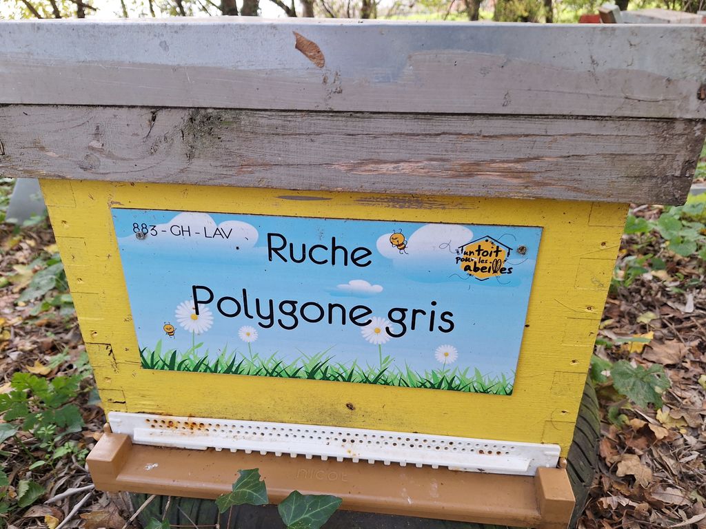 La ruche Polygone gris