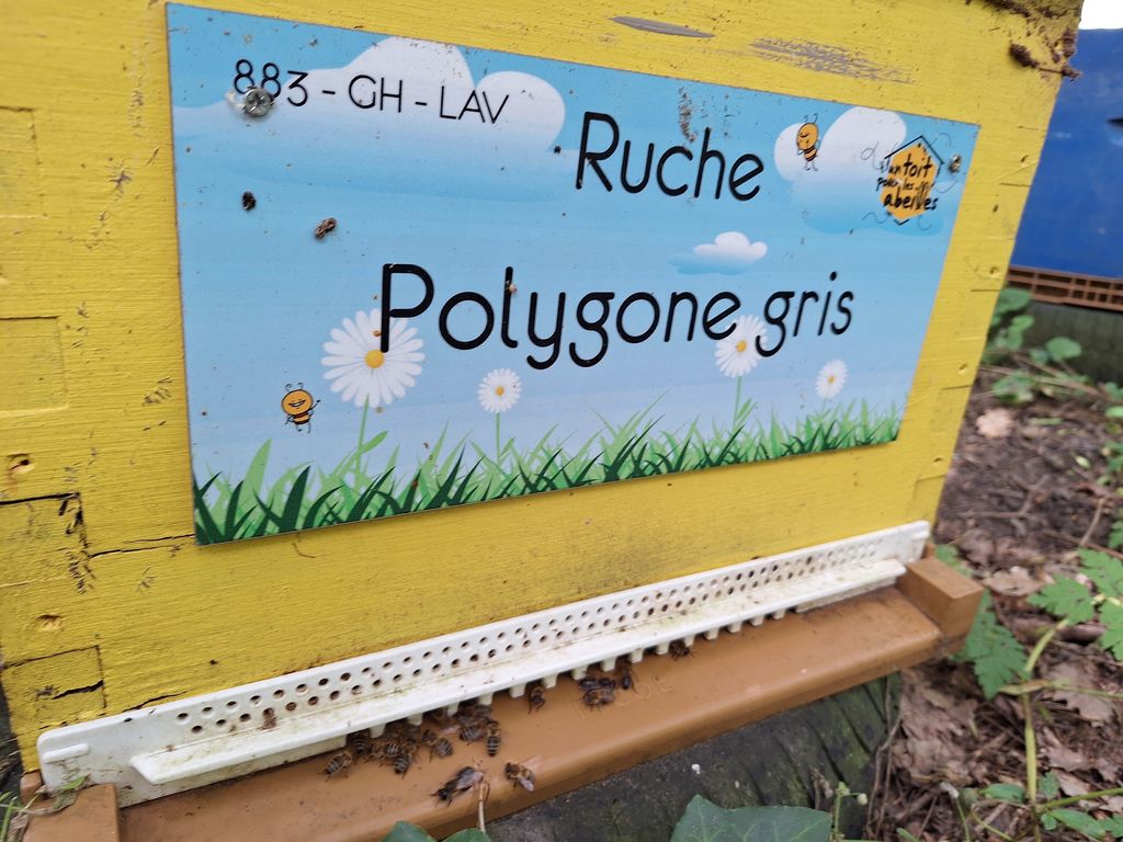 La ruche Polygone gris