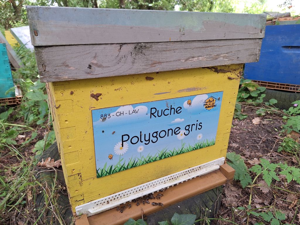 La ruche Polygone gris