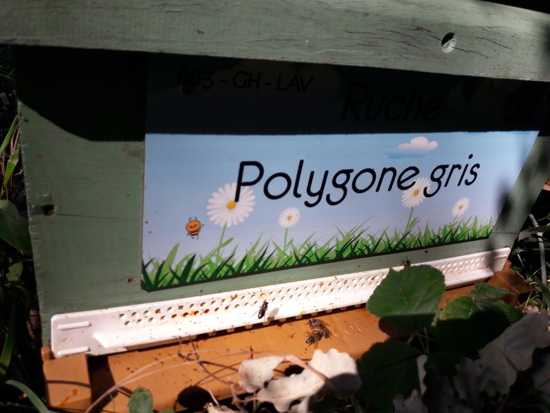 La ruche Polygone gris