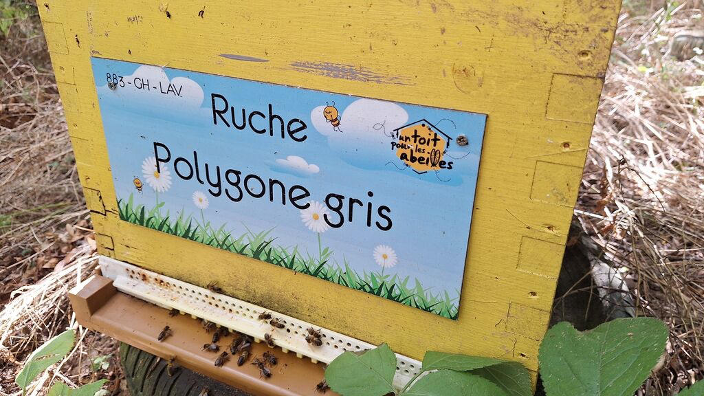 La ruche Polygone gris