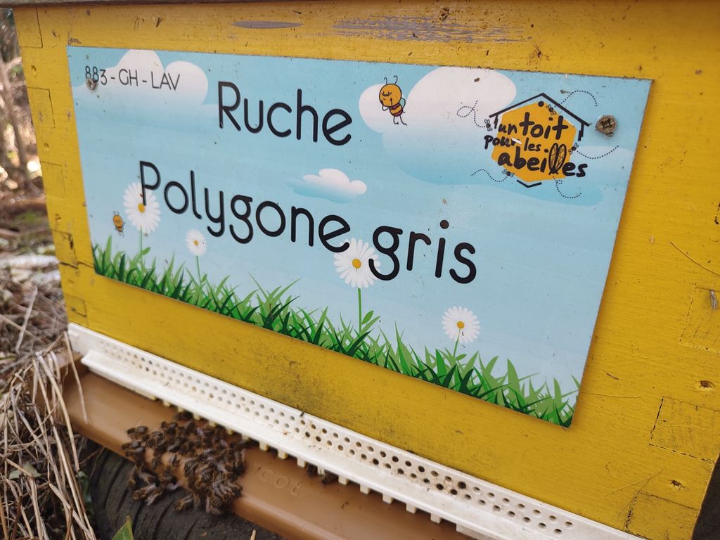 La ruche Polygone gris