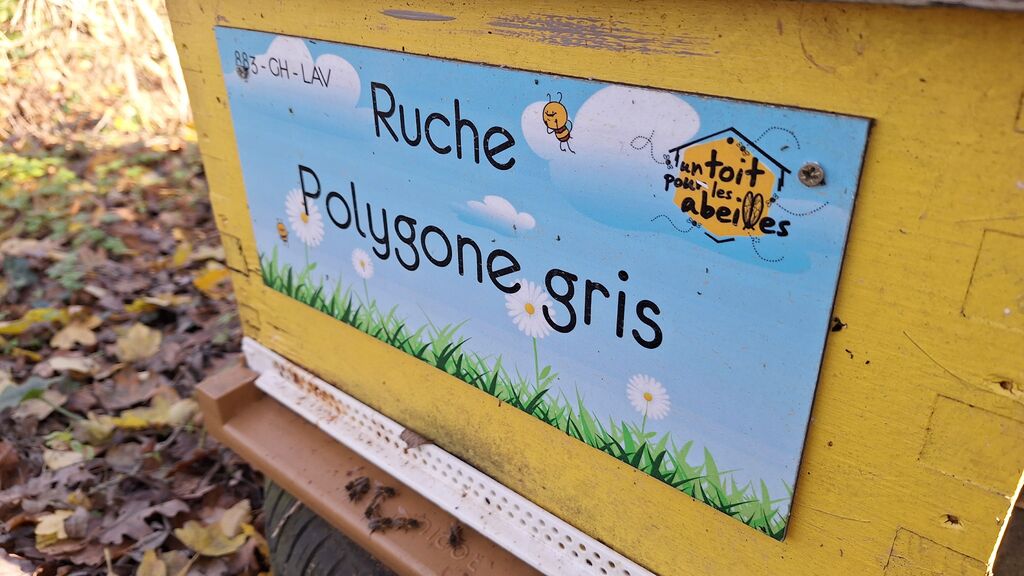 La ruche Polygone gris