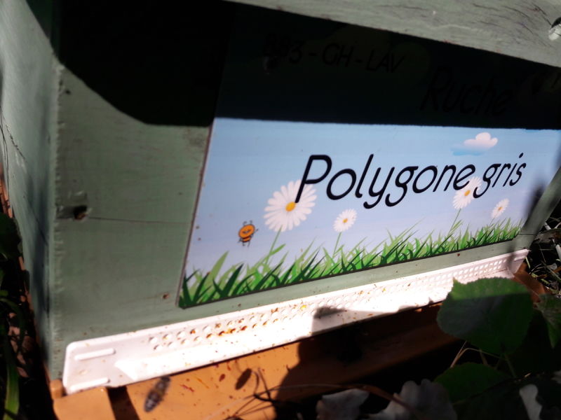 La ruche Polygone gris